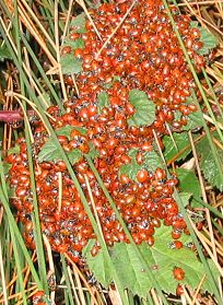 lady beetles wintering in Redwood Regional Park