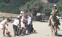 Dogs meet horses at Partners on the Trail